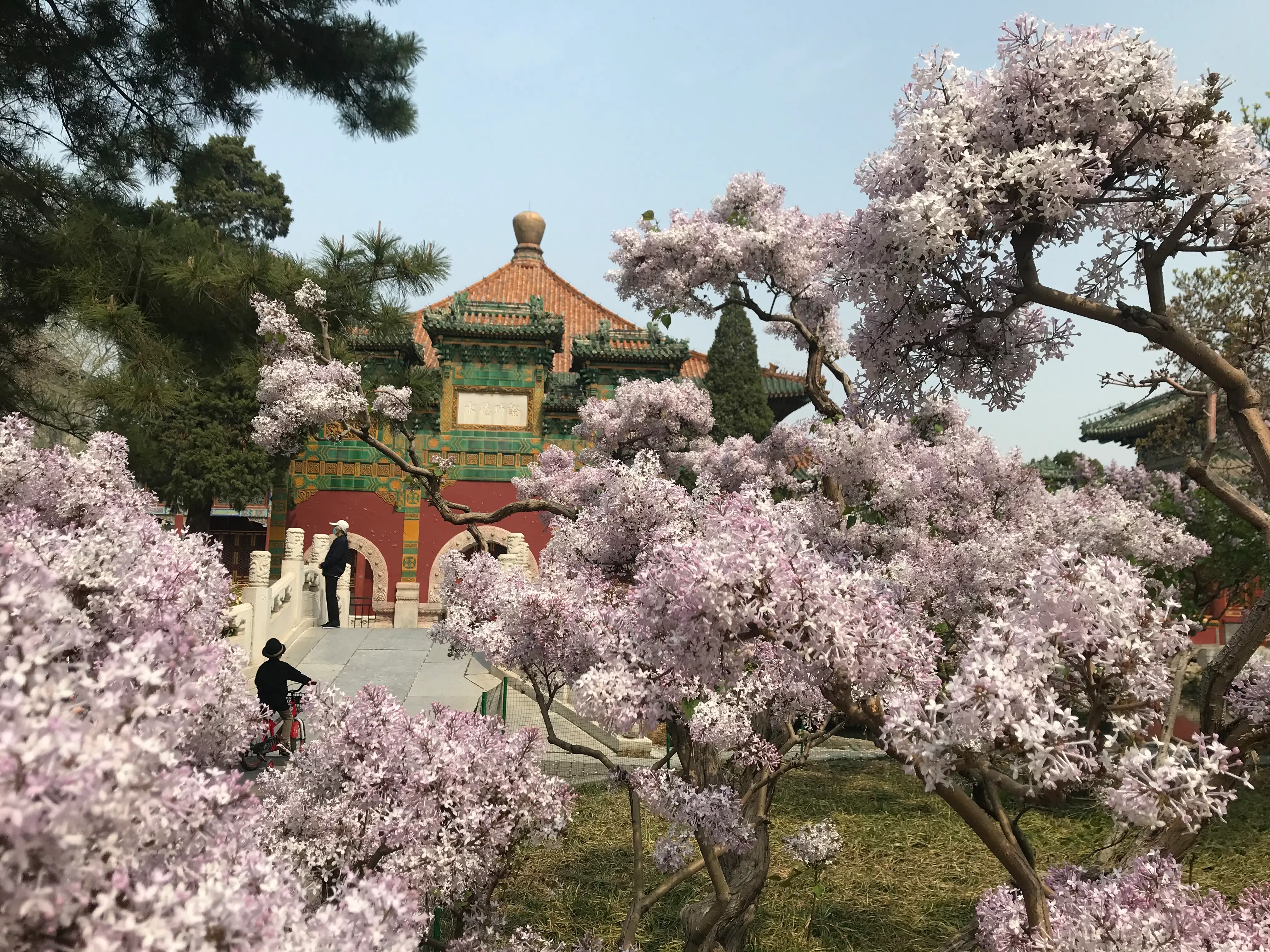 Beihai Park Spring Bloom Festival